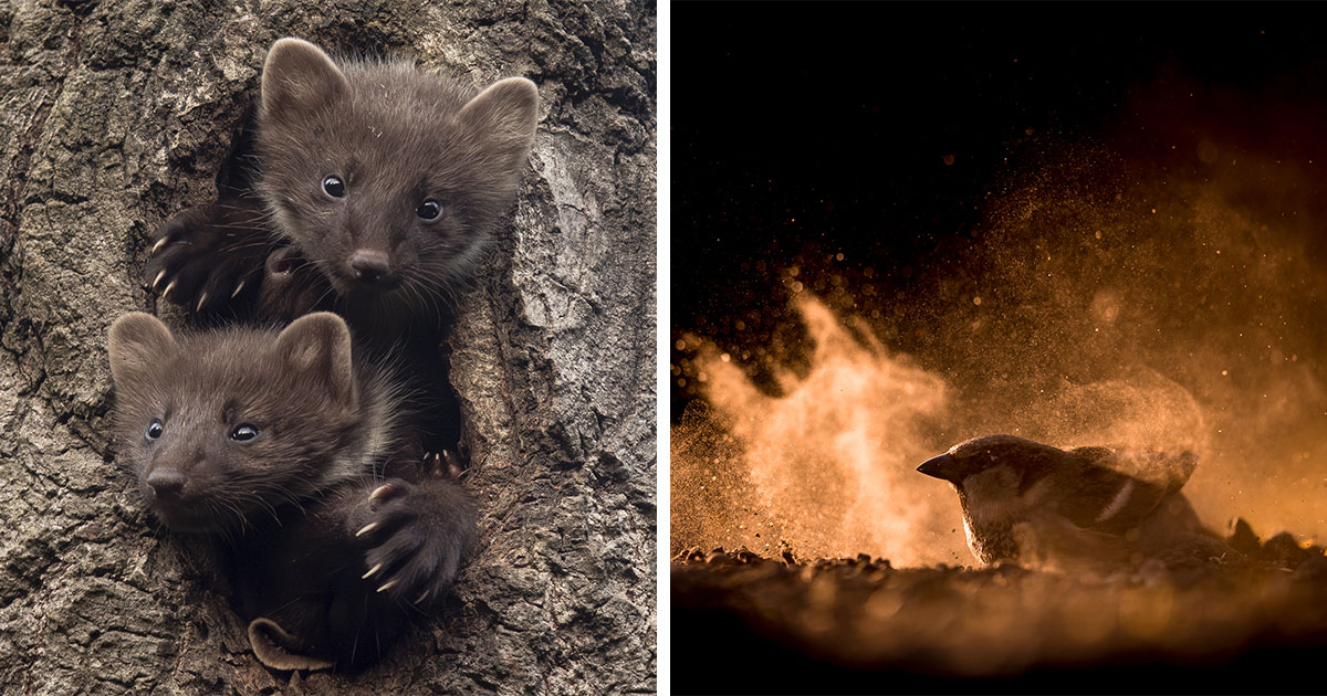 30 breathtaking animal photos from the heart of nature