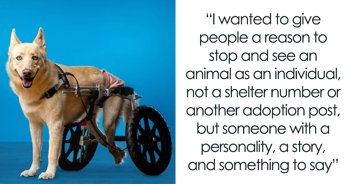 Former Chicago Tribune Photojournalist Launches Documentary Project Helping Homeless Animals Find Forever Homes (11 Pics)